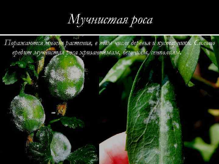 Мучнистая роса Поражаются многие растения, в том числе деревья и кустарники. Сильно вредит мучнистая
