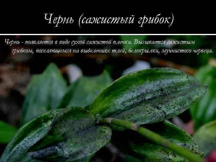 Чернь (сажистый грибок) Чернь - появляется в виде сухой сажистой пленки. Вызывается сажистым грибком,