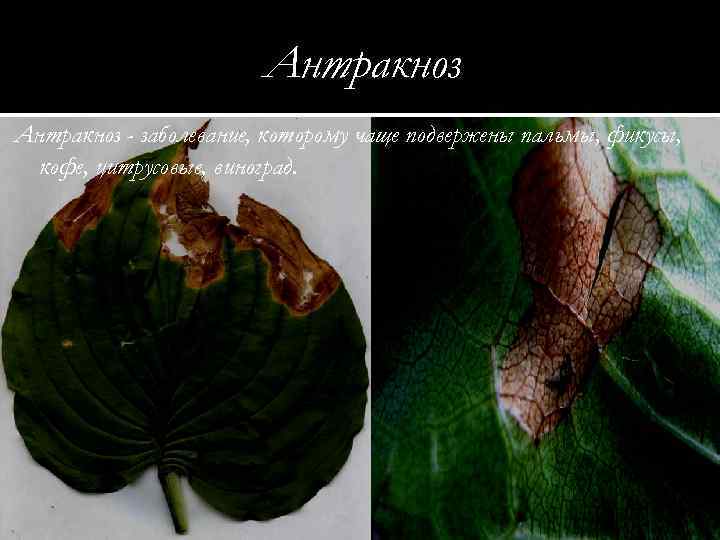 Антракноз - заболевание, которому чаще подвержены пальмы, фикусы, кофе, цитрусовые, виноград. 