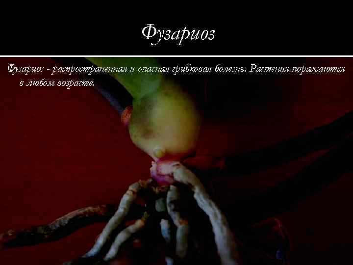 Фузариоз - распространенная и опасная грибковая болезнь. Растения поражаются в любом возрасте. 