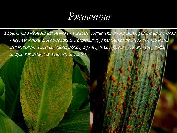 Ржавчина Признаки заболевания: летом - ржавые подушечки на листьях растения и зимой - черные