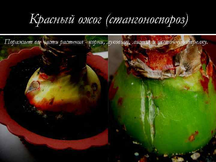 Красный ожог (cтангоноспороз) Поражает все части растения - корни, луковицу, листья и цветочную стрелку.