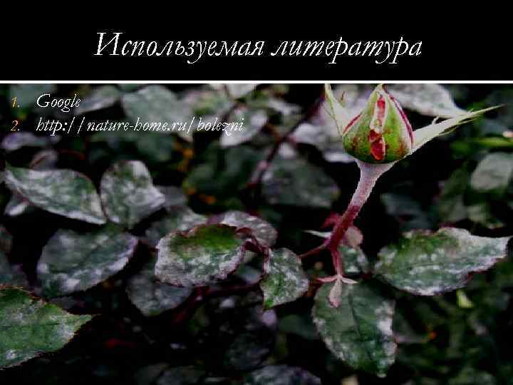 Используемая литература 1. 2. Google http: //nature-home. ru/bolezni 