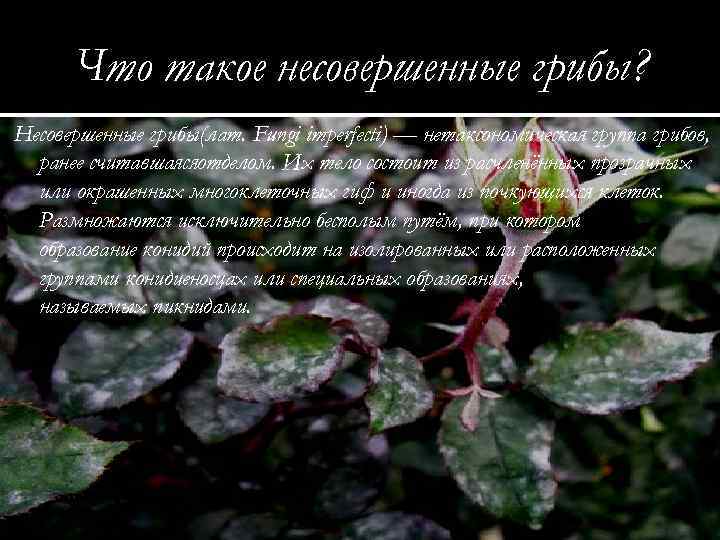 Что такое несовершенные грибы? Несовершенные грибы(лат. Fungi imperfecti) — нетаксономическая группа грибов, ранее считавшаясяотделом.