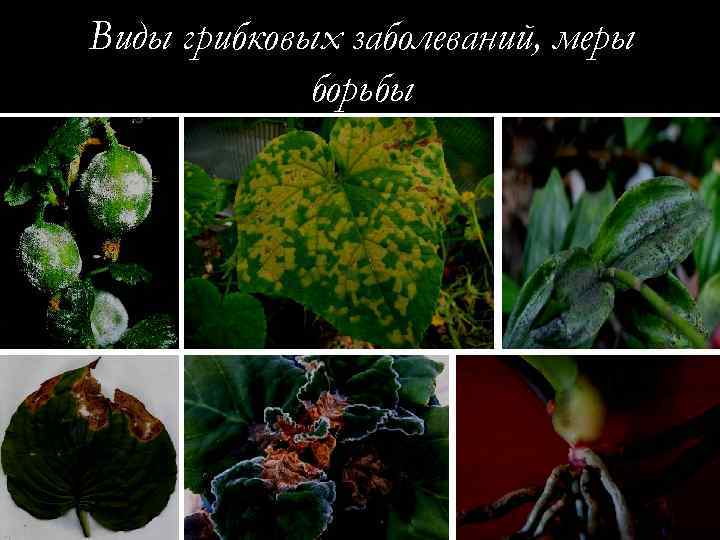 Виды грибковых заболеваний, меры борьбы 