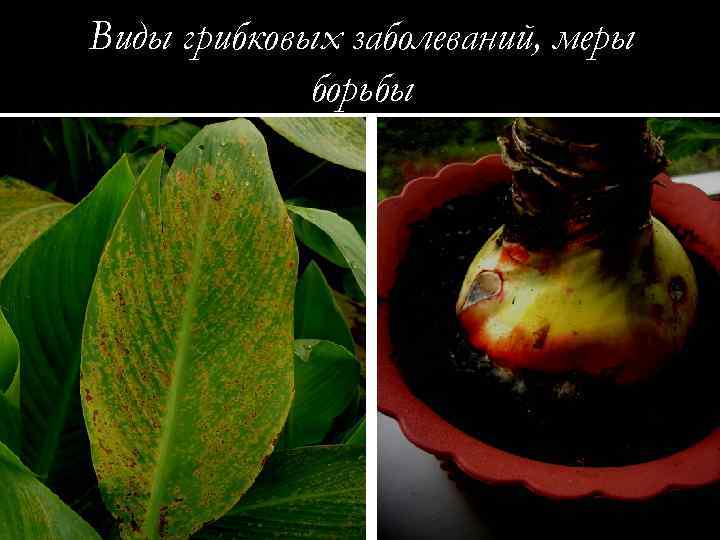 Виды грибковых заболеваний, меры борьбы 