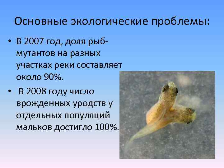 Основные экологические проблемы: • В 2007 год, доля рыб- мутантов на разных участках реки