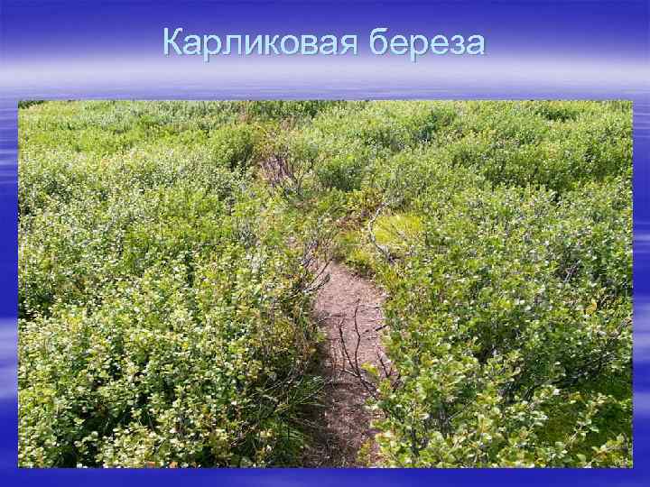 Карликовая березка в какой природной. Берёза карликовая. Карликовая береза среда обитания. Карликовая береза адаптация. Карликовая берёза Камчатка.