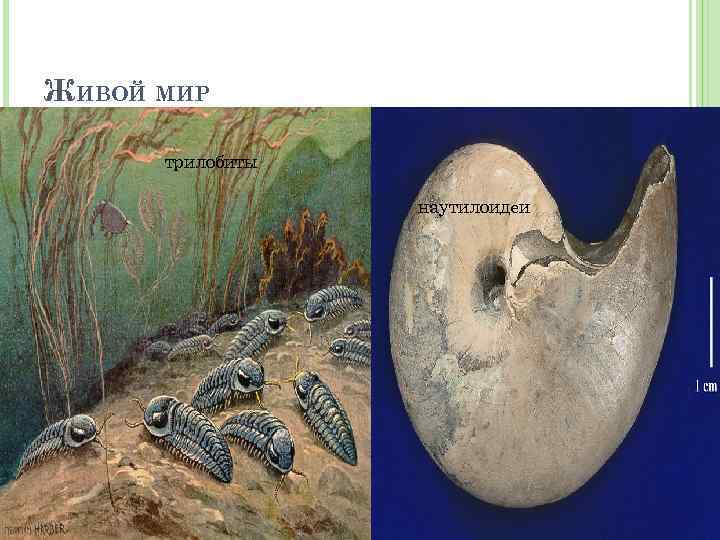 ЖИВОЙ МИР трилобиты наутилоидеи 