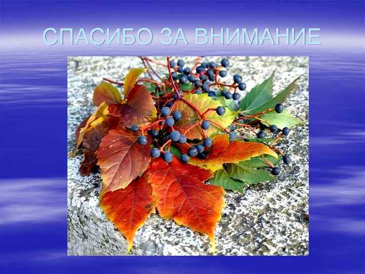 СПАСИБО ЗА ВНИМАНИЕ 