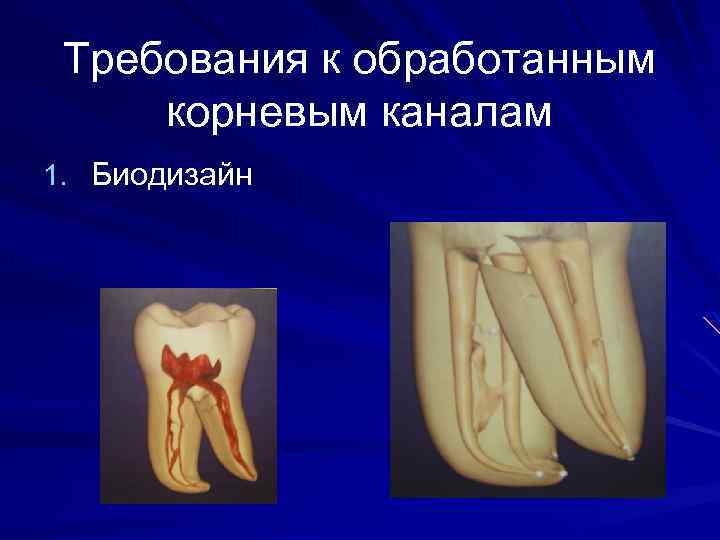 Требования к обработанным корневым каналам 1. Биодизайн 