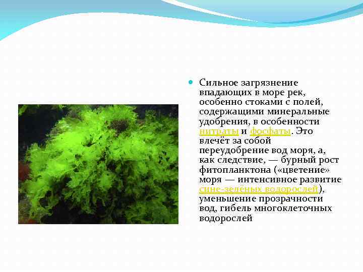  Сильное загрязнение впадающих в море рек, особенно стоками с полей, содержащими минеральные удобрения,