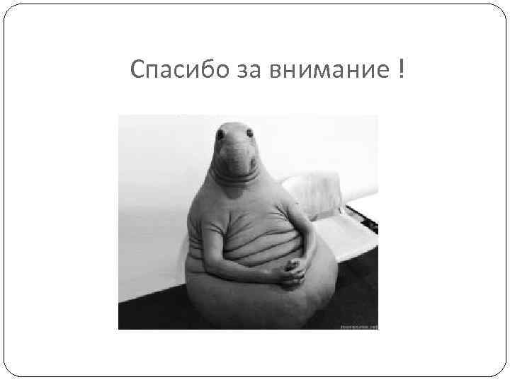 Спасибо за внимание ! 