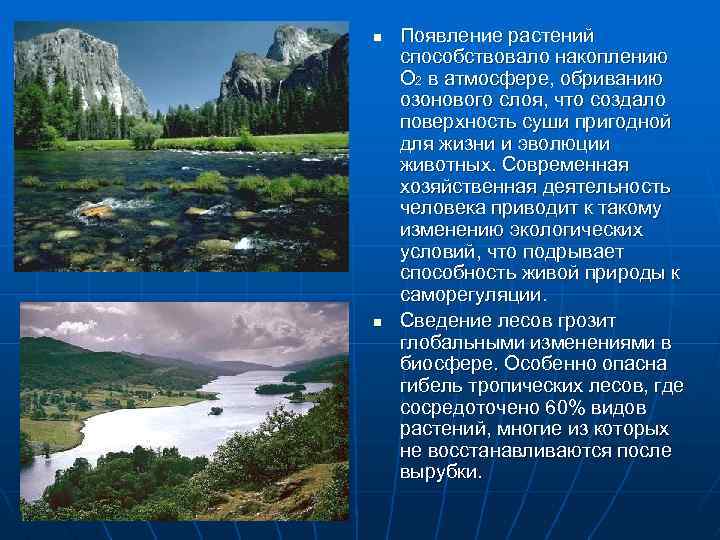 n n Появление растений способствовало накоплению О 2 в атмосфере, обриванию озонового слоя, что