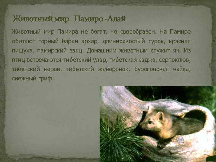 Животный мир Памиро -Алай Животный мир Памира не богат, но своеобразен. На Памире обитают
