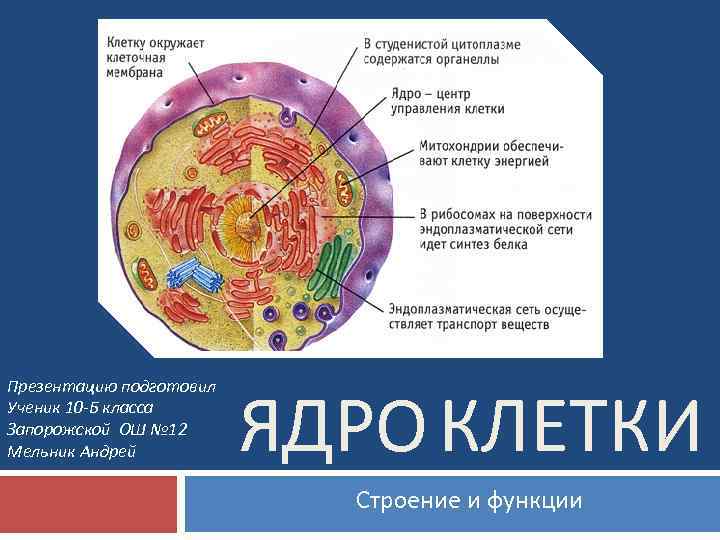 Презентацию подготовил Ученик 10 -Б класса Запорожской ОШ № 12 Мельник Андрей ЯДРО КЛЕТКИ