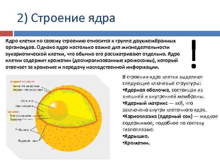 2) Строение ядра Ядро клетки по своему строению относится к группе двухмембранных органоидов. Однако