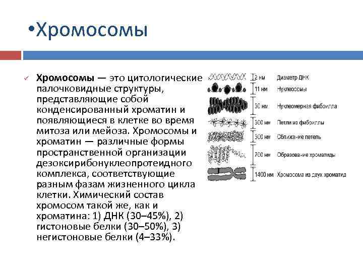  • Хромосомы ü Хромосомы — это цитологические палочковидные структуры, представляющие собой конденсированный хроматин