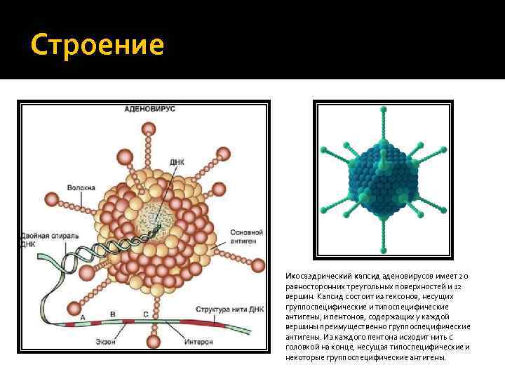 Строение Икосаэдрический капсид аденовирусов имеет 20 равносторонних треугольных поверхностей и 12 вершин. Капсид состоит