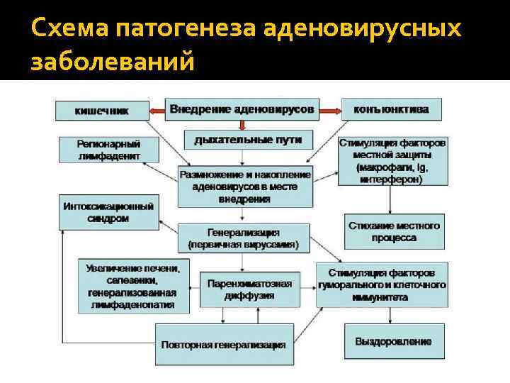 Схема патогенеза аденовирусных заболеваний 