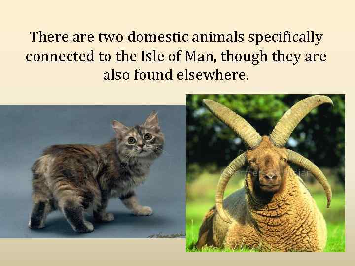 There are two domestic animals specifically connected to the Isle of Man, though they
