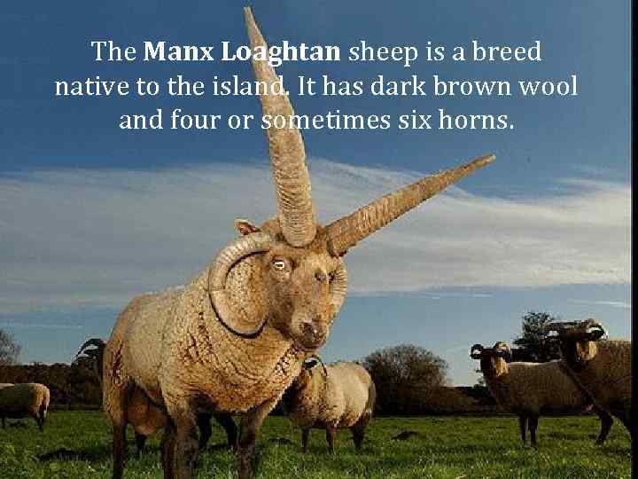 The Manx Loaghtan sheep is a breed native to the island. It has dark
