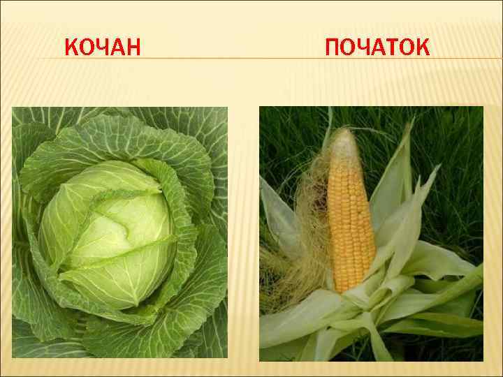 КОЧАН ПОЧАТОК 