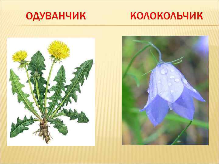 ОДУВАНЧИК КОЛОКОЛЬЧИК 