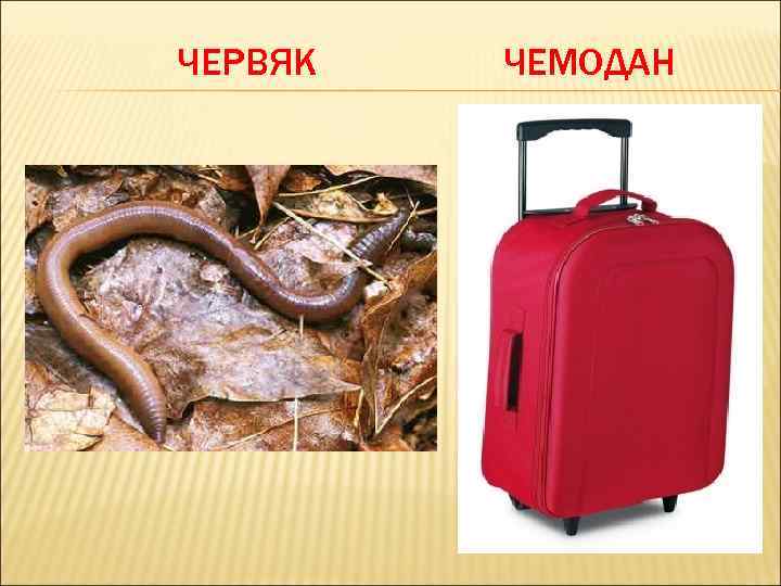 ЧЕРВЯК ЧЕМОДАН 