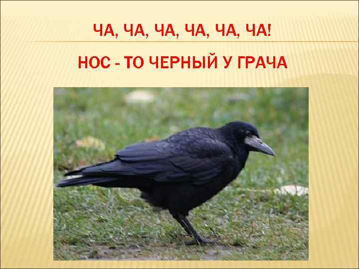 ЧА, ЧА, ЧА, ЧА! НОС - ТО ЧЕРНЫЙ У ГРАЧА 