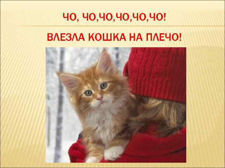 ЧО, ЧО, ЧО, ЧО! ВЛЕЗЛА КОШКА НА ПЛЕЧО! 