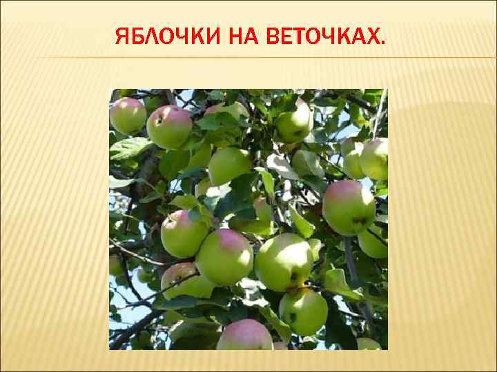 ЯБЛОЧКИ НА ВЕТОЧКАХ. 