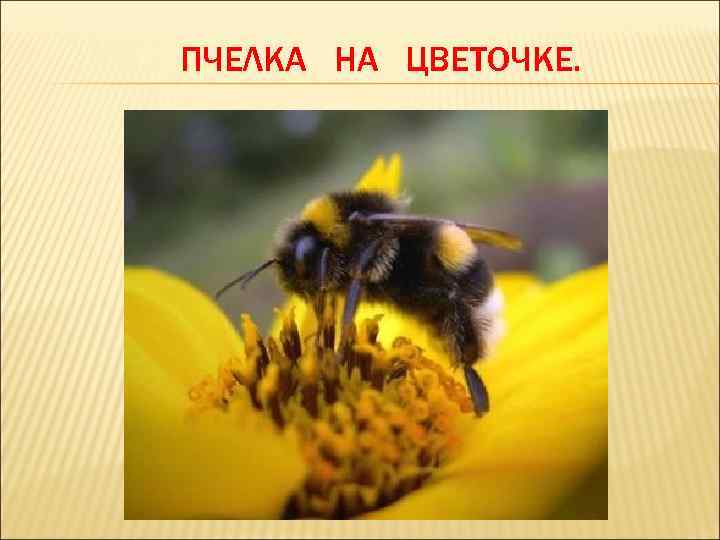 ПЧЕЛКА НА ЦВЕТОЧКЕ. 