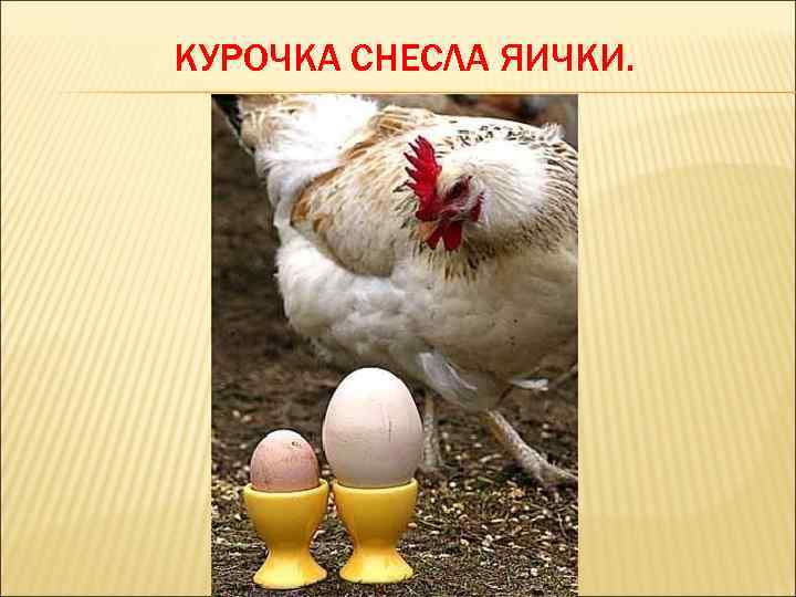 КУРОЧКА СНЕСЛА ЯИЧКИ. 