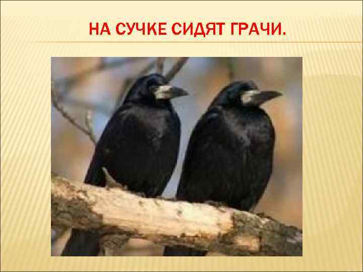 НА СУЧКЕ СИДЯТ ГРАЧИ. 