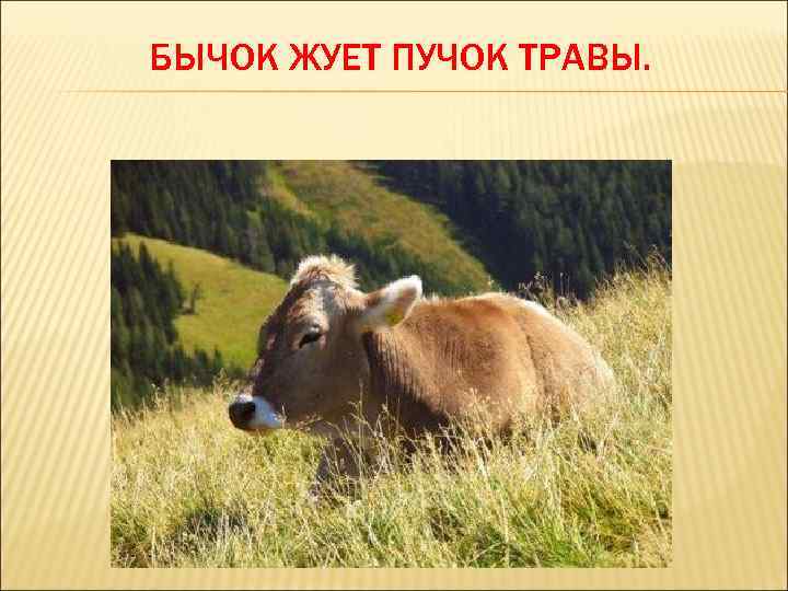 БЫЧОК ЖУЕТ ПУЧОК ТРАВЫ. 