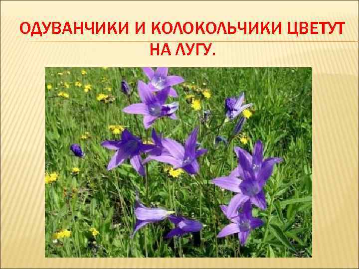 ОДУВАНЧИКИ И КОЛОКОЛЬЧИКИ ЦВЕТУТ НА ЛУГУ. 