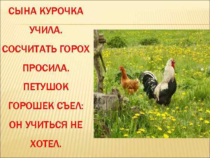 СЫНА КУРОЧКА УЧИЛА. СОСЧИТАТЬ ГОРОХ ПРОСИЛА. ПЕТУШОК ГОРОШЕК СЪЕЛ: ОН УЧИТЬСЯ НЕ ХОТЕЛ. 
