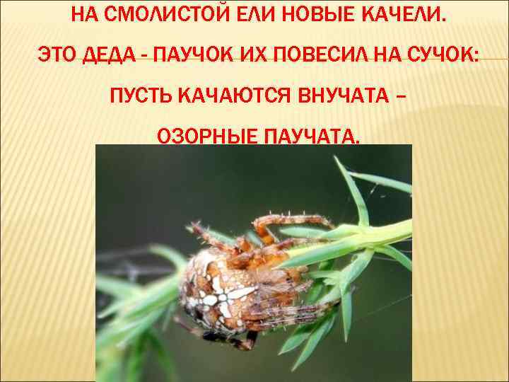 НА СМОЛИСТОЙ ЕЛИ НОВЫЕ КАЧЕЛИ. ЭТО ДЕДА - ПАУЧОК ИХ ПОВЕСИЛ НА СУЧОК: ПУСТЬ