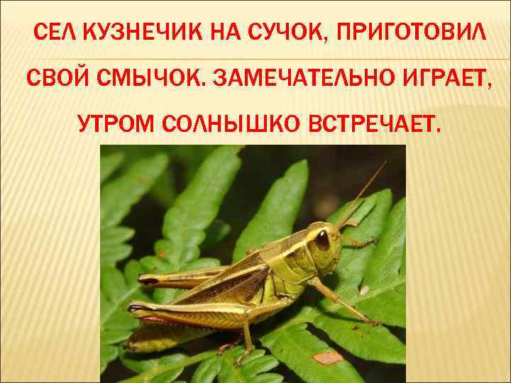 СЕЛ КУЗНЕЧИК НА СУЧОК, ПРИГОТОВИЛ СВОЙ СМЫЧОК. ЗАМЕЧАТЕЛЬНО ИГРАЕТ, УТРОМ СОЛНЫШКО ВСТРЕЧАЕТ. 