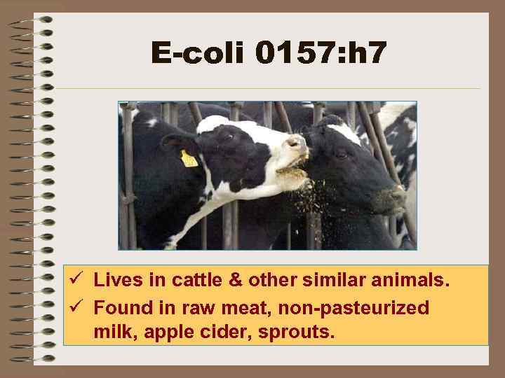 E-coli 0157: h 7 ü Lives in cattle & other similar animals. ü Found