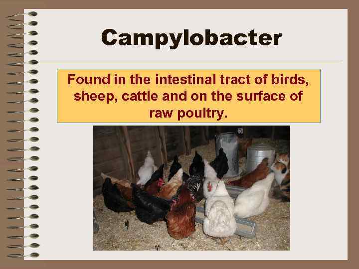 Campylobacter Found in the intestinal tract of birds, sheep, cattle and on the surface