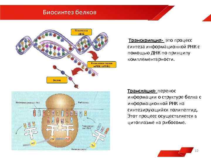 Процессы синтеза в живых клетках презентация 11 класс пономарева