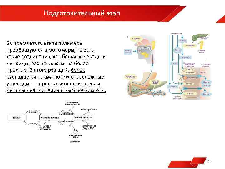 На какие мономеры распадаются белки перед всасыванием. Клетки полимеры расщепляются до мономеров. Белки и углеводы расщепляются до мономеров. Мономер белки углеводы расщепляются до мономеров. Сущность процесса химия.