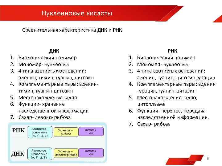 Нуклеиновые кислоты Сравнительная характеристика ДНК и РНК 1. 2. 3. 4. 5. 6. 7.