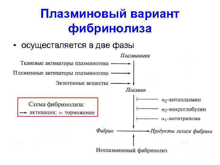 Плазминовый вариант фибринолиза • осуществляется в две фазы 