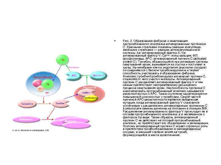  • Рис. 3. Образование фибрина и инактивация протромбиназного комплекса активированным протеином С. Красными
