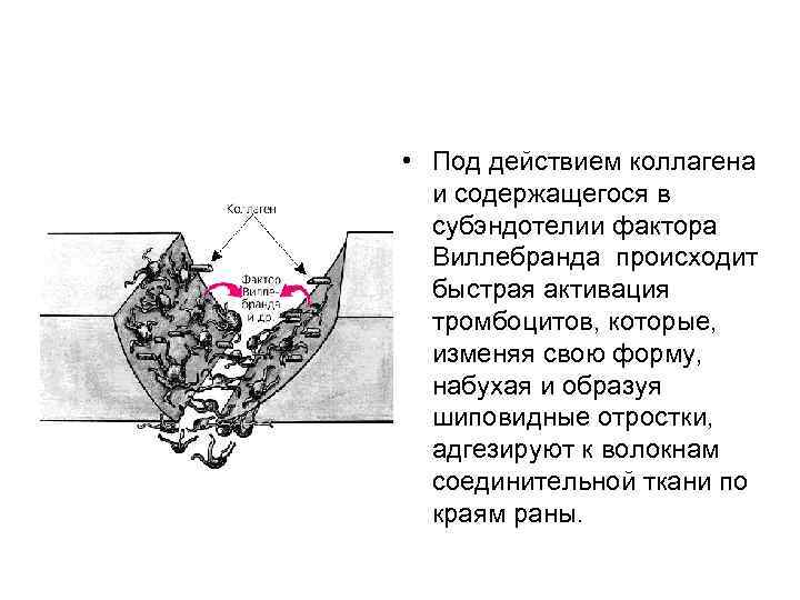  • Под действием коллагена и содержащегося в субэндотелии фактора Виллебранда происходит быстрая активация