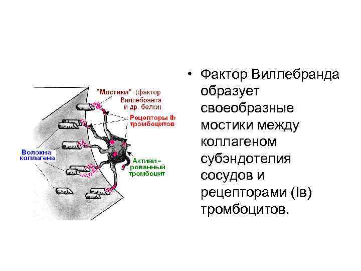  • Фактор Виллебранда образует своеобразные мостики между коллагеном субэндотелия сосудов и рецепторами (Iв)