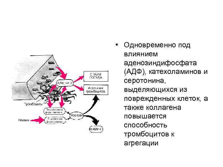  • Одновременно под влиянием аденозиндифосфата (АДФ), катехоламинов и серотонина, выделяющихся из поврежденных клеток,